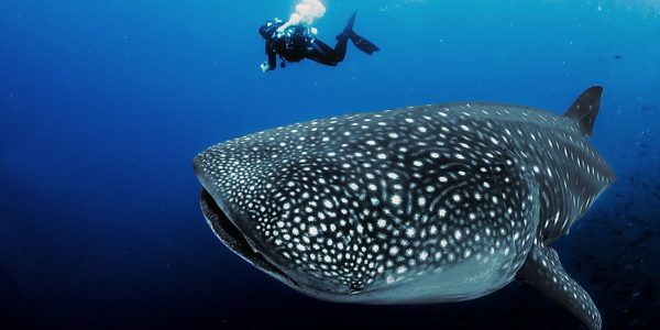 whale-shark